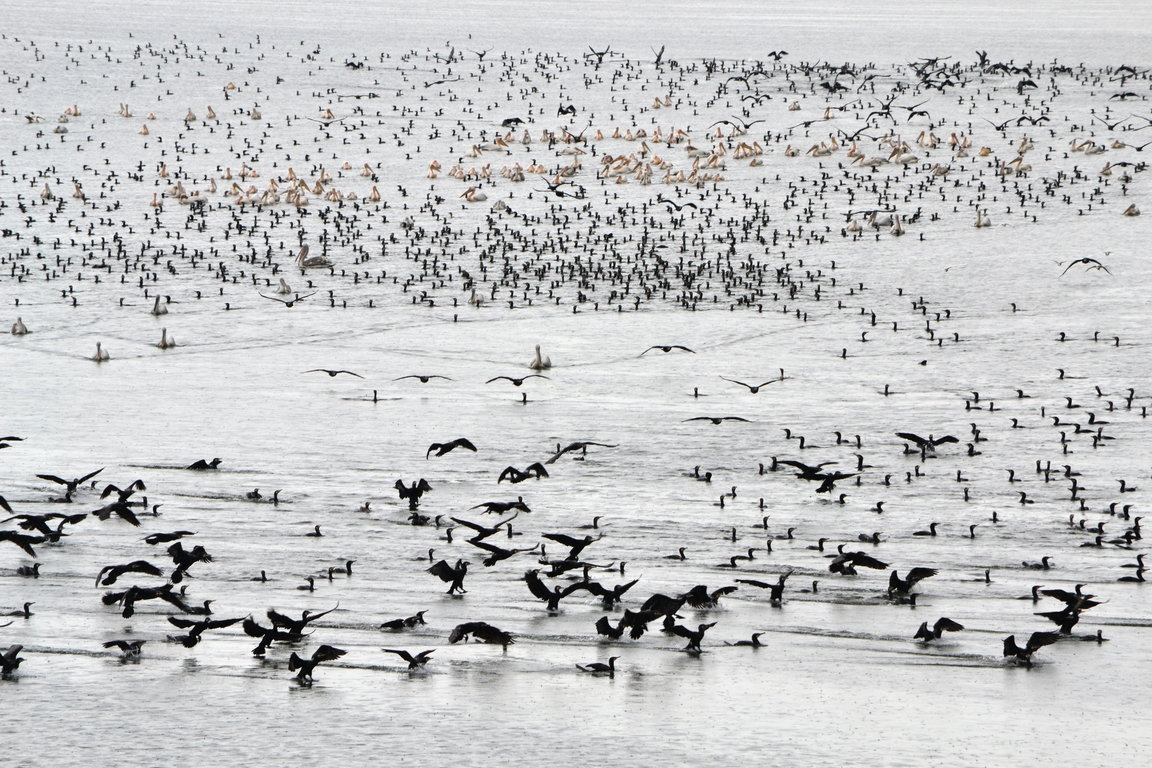 Pelicans & Large Birds of Prey Photography (Bulgaria & Greece) -NEW-